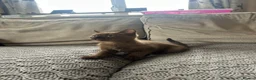 Mixed Breed cats for sale: 🐱 2 male kittens looking for new home 🐱  - Advert 7