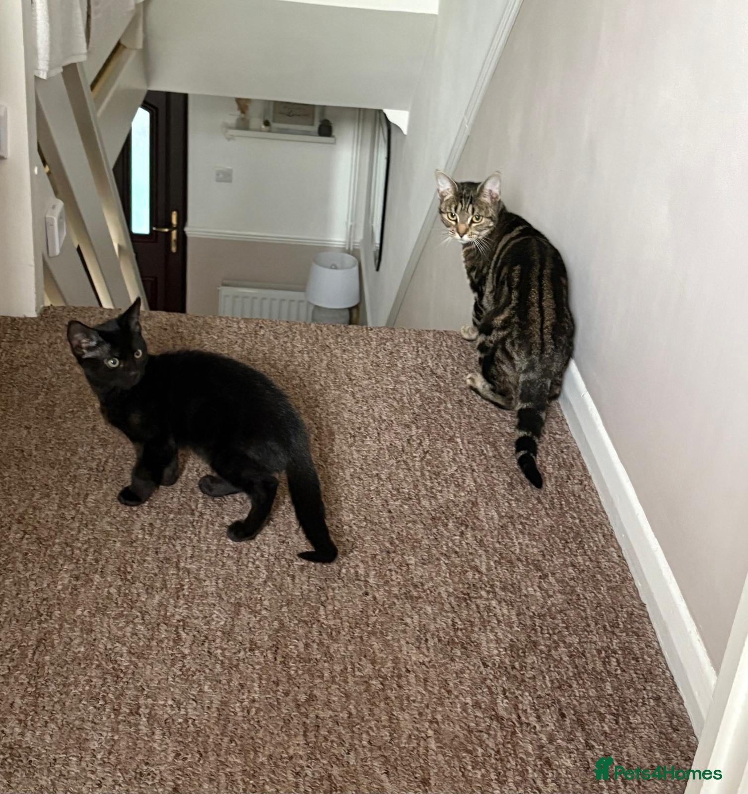 British Shorthair cats Black kitten looking for a loving home. - Advert 3