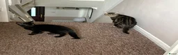 British Shorthair cats for sale: Black kitten looking for a loving home. in Crowborough - Advert 1