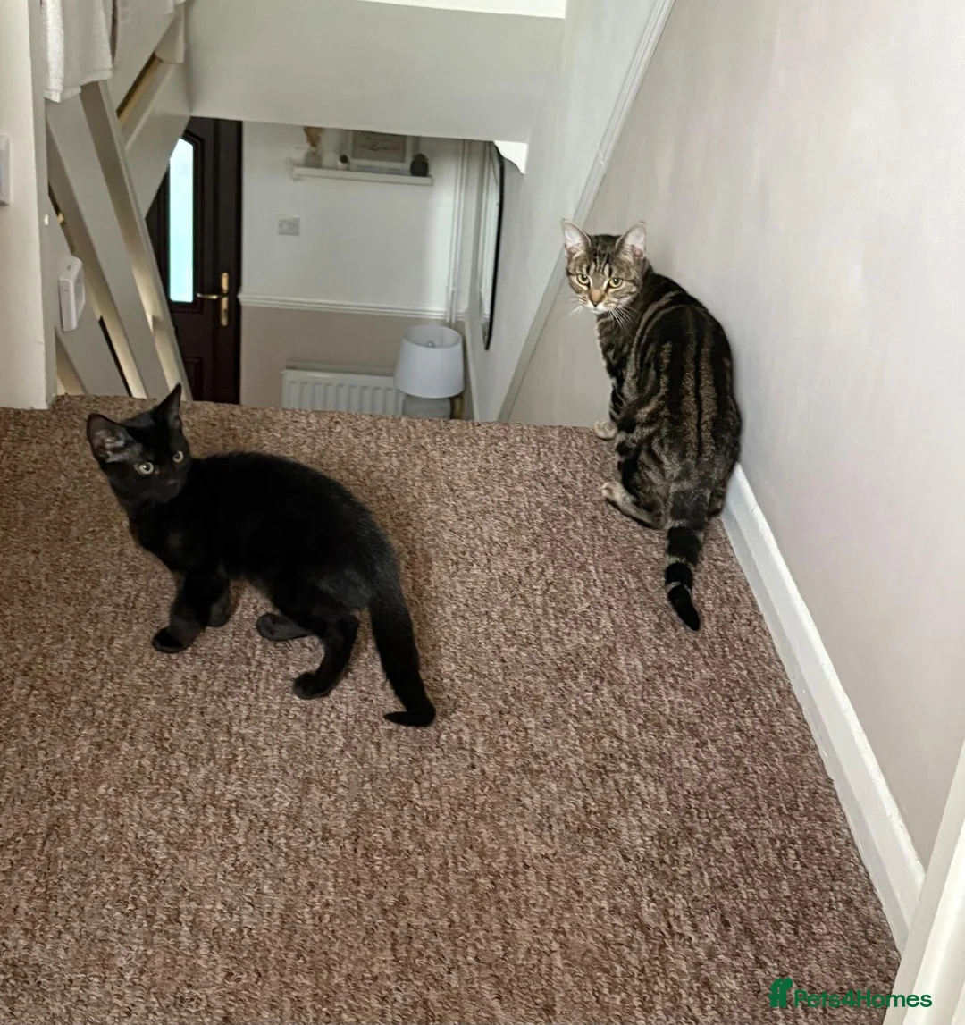 British Shorthair cats for sale: Black kitten looking for a loving home. in Crowborough - Advert 1