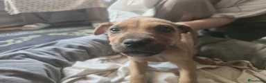 Mixed Breed 5