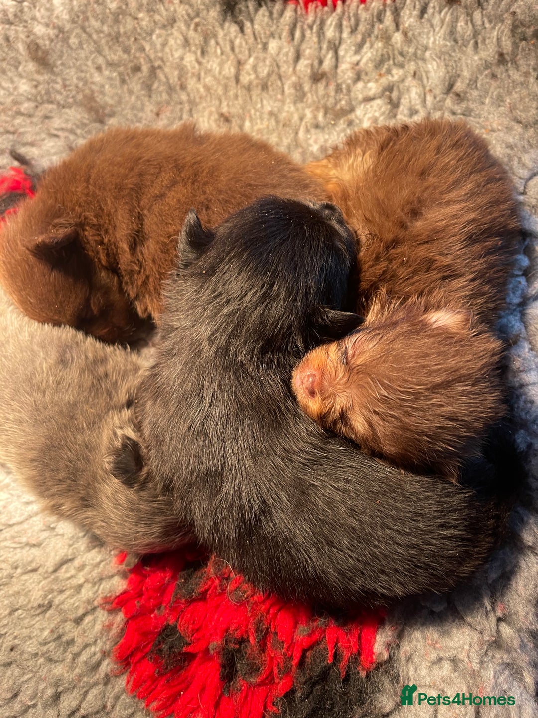Pomeranian dogs for stud: For stud  in Billingham - Image 11