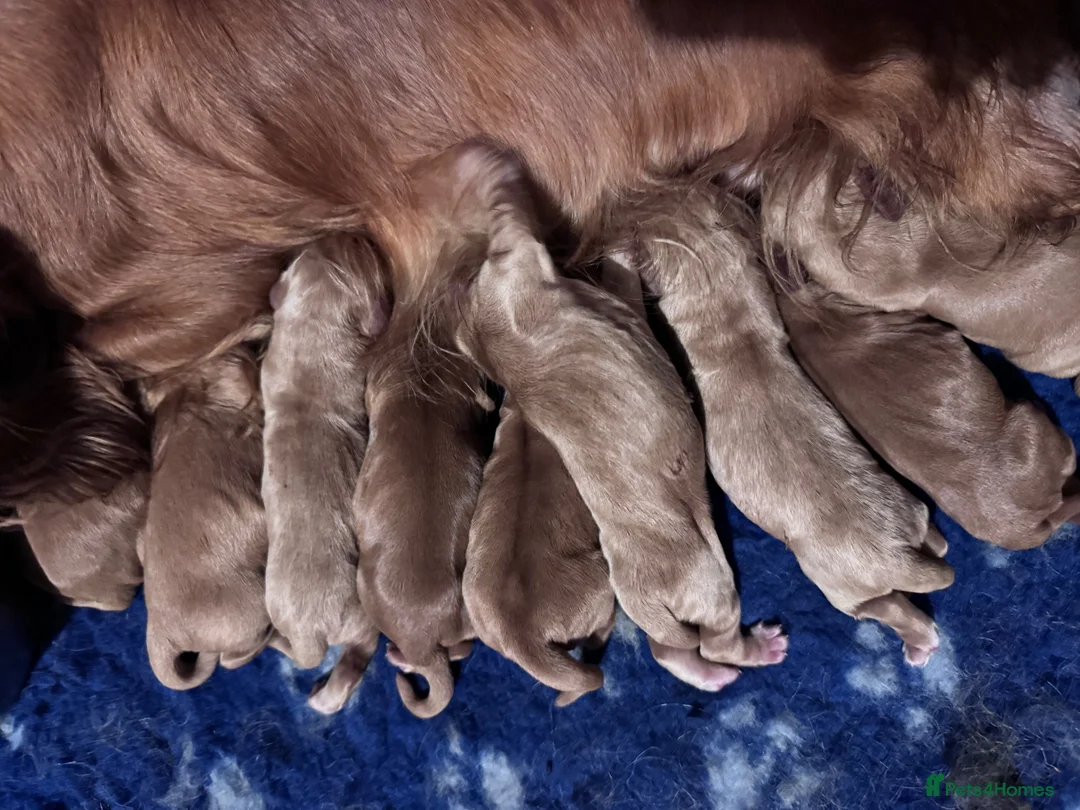 Cocker Spaniel dogs for sale: Kc Reg, Health tested Red/Gold Working Cocker pups - Advert 2