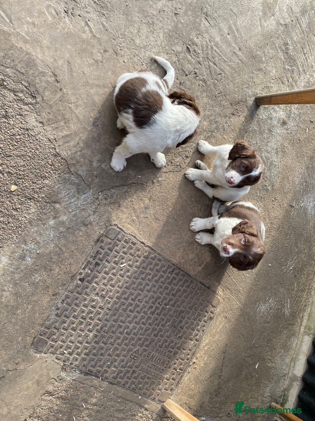 English Springer Spaniel dogs for sale: Gorgeous springer spaniel puppies  - Advert 7