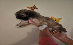 Lhasa Apso dogs for sale: Lovely pedigree puppys - Image 9