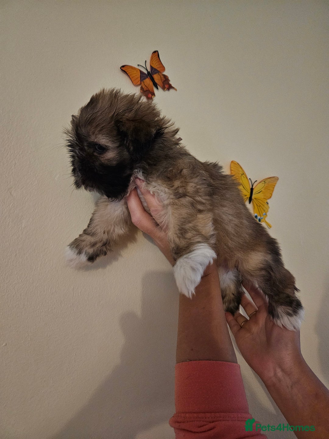 Lhasa Apso dogs for sale: Lovely pedigree puppys - Image 9