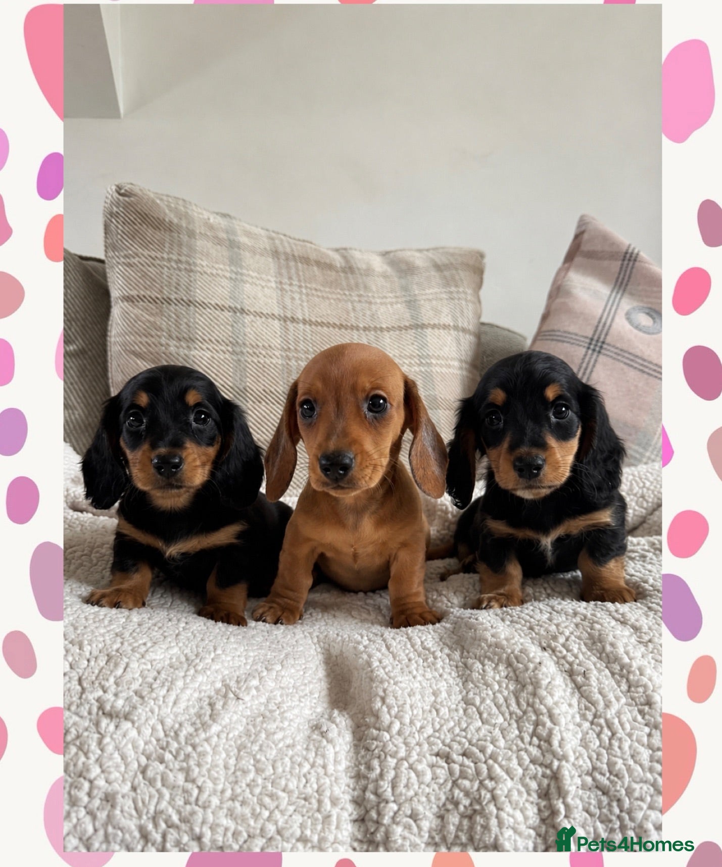Miniature Dachshund dogs BEAUTIFUL PRA CLEAR & KC REG MINI DACHSHUNDS - Advert 1
