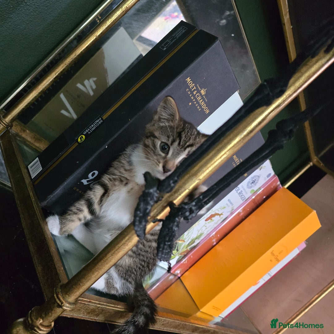 Mixed Breed cats for sale: Stunning kittens - Image 7