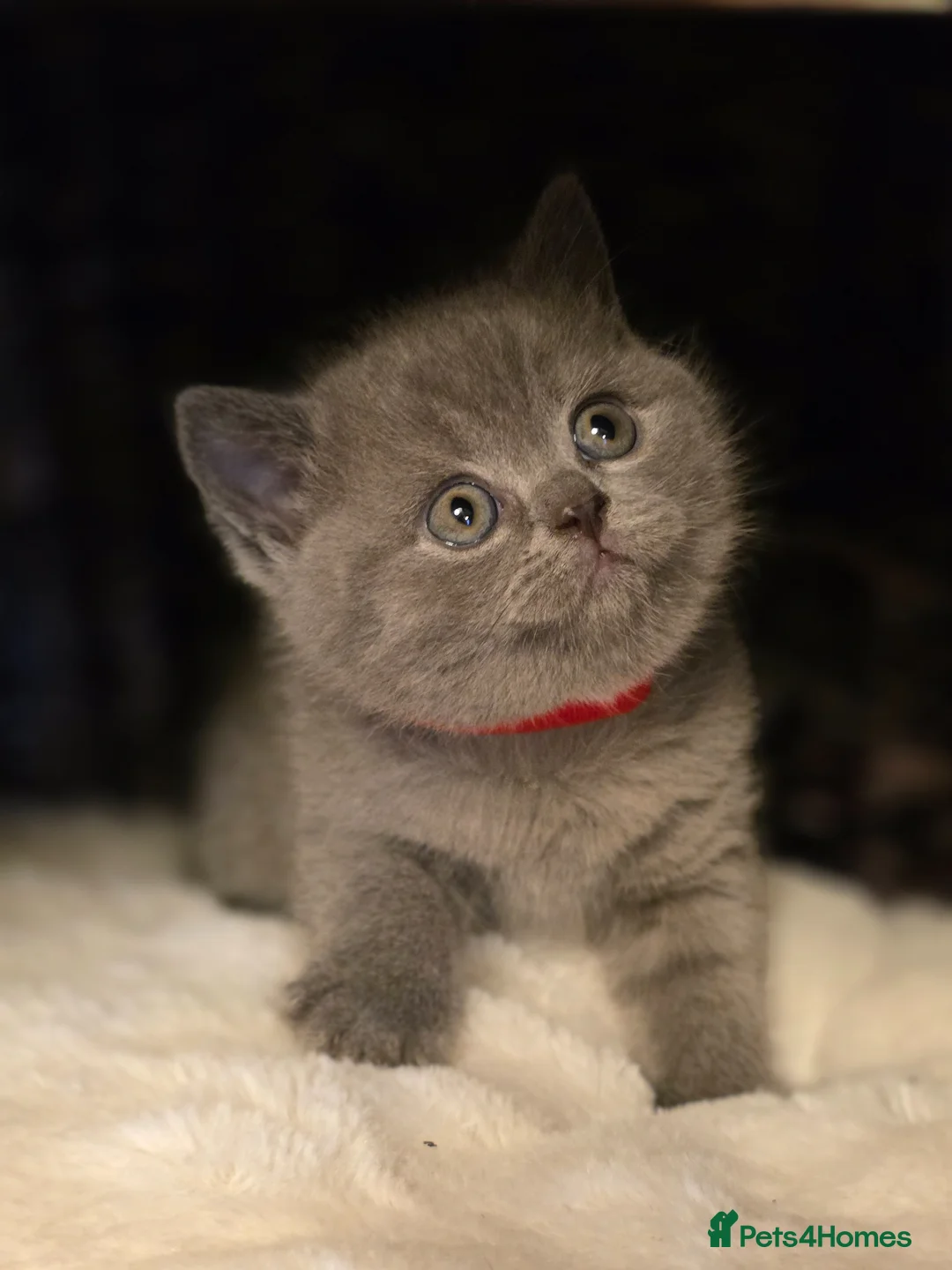 British Shorthair cats for sale: Chunky British Shorthair Kittens - Advert 25