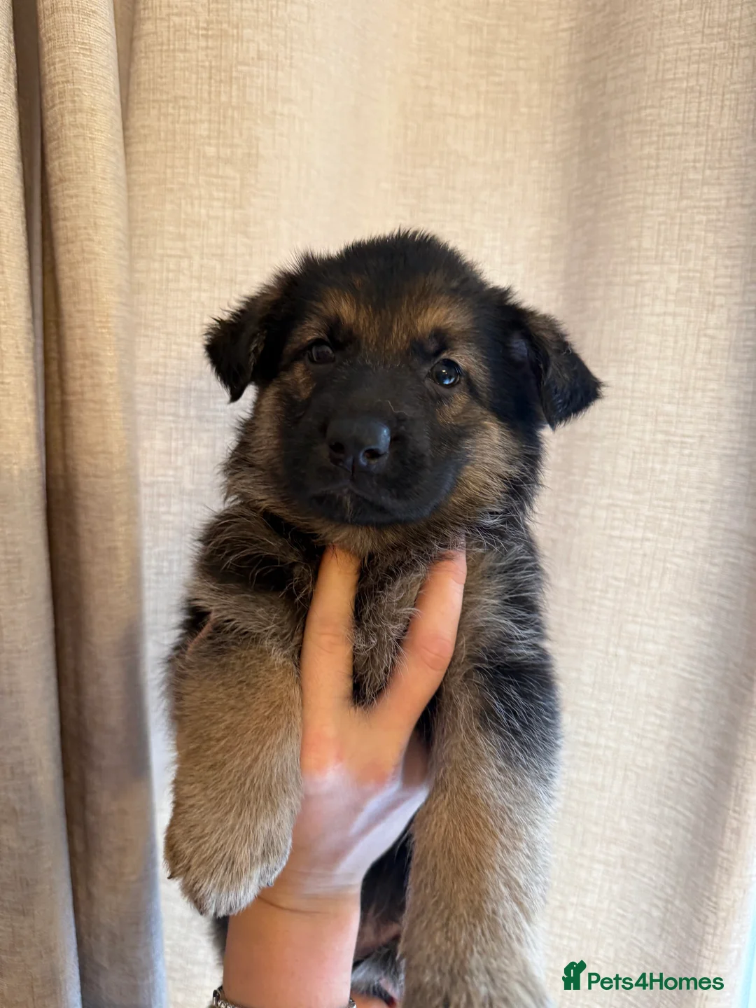 German Shepherd dogs for sale: German Shepherd Puppies - Advert 26