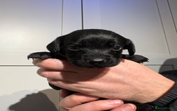 Springador dogs for sale: Labrador/Springador cross pups - Advert 12