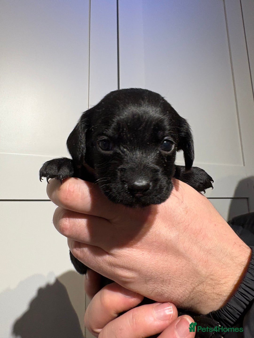 Springador dogs for sale: Labrador/Springador cross pups - Advert 12