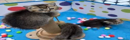 British Shorthair cats for sale: Pedigree British Shorthair  - Advert 16