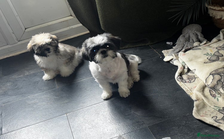 Lhasa Apso dogs - Advert 16