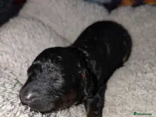 Miniature Poodle dogs Viewings from the 21st - Advert 11