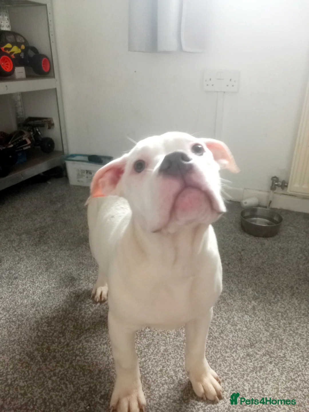 Mixed Breed dogs for sale: Tri pearl meral old tyme bulldog  cross staffy pup - Advert 1