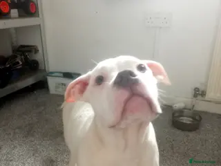 Mixed Breed dogs Tri pearl meral old tyme bulldog cross staffy pup - Advert 19