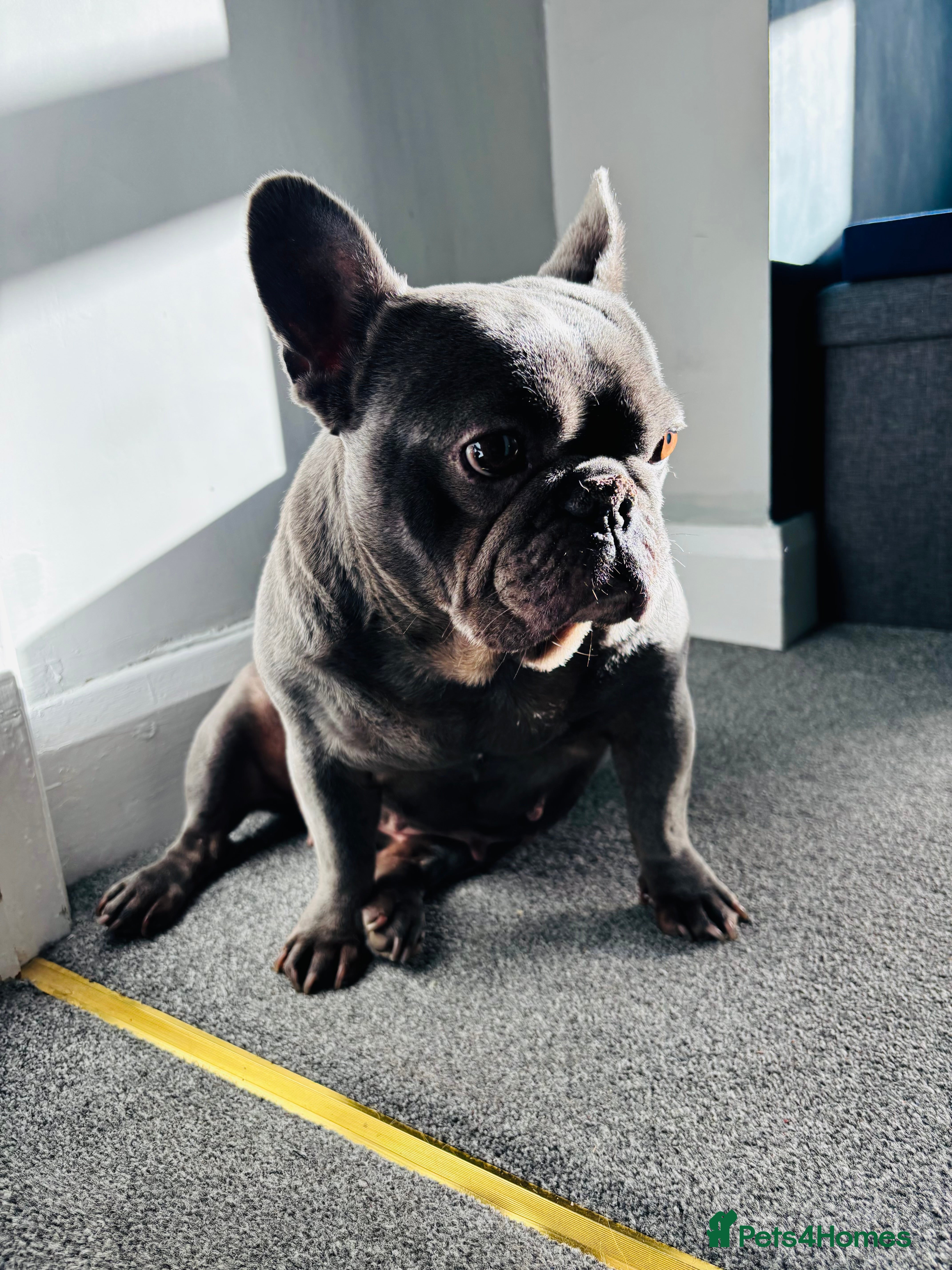 French Bulldog dogs Winnie, looking for her forever home - Advert 4