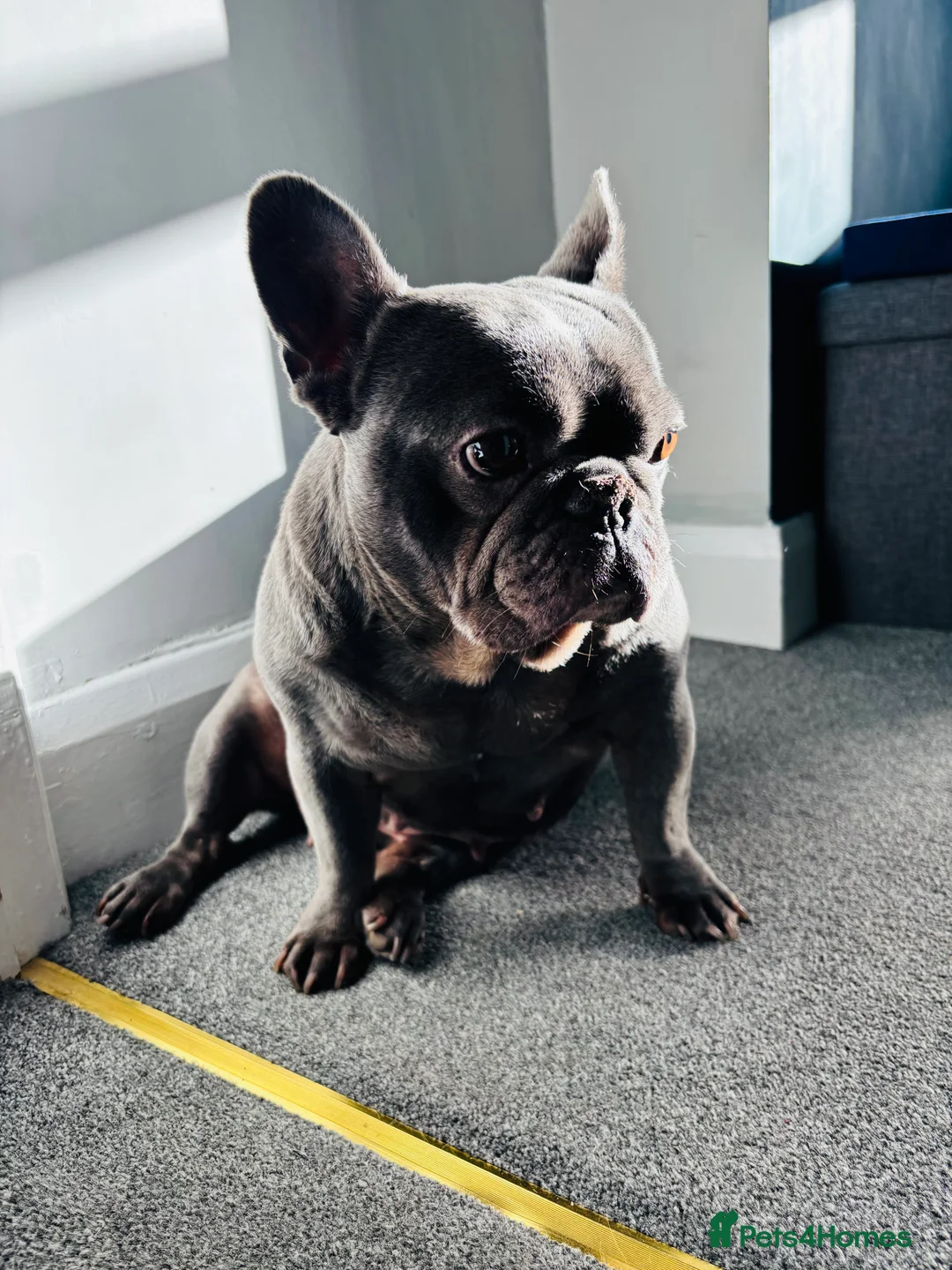 French Bulldog dogs for sale: Winnie, looking for her forever home - Advert 1