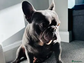 French Bulldog dogs Winnie, looking for her forever home - Advert 4