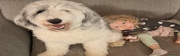 Sheepadoodle dogs for sale: Gorgeous sheepadoodle female  - Advert 5