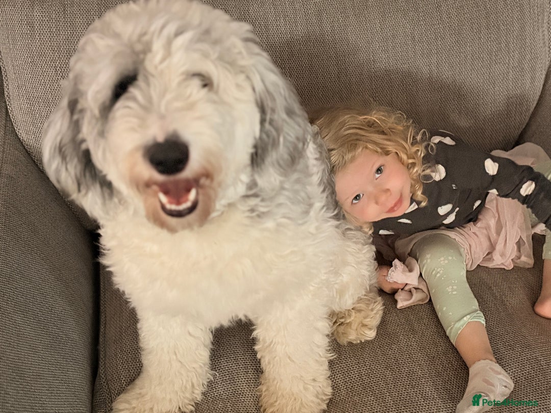Sheepadoodle dogs for sale: Gorgeous sheepadoodle female  - Advert 5