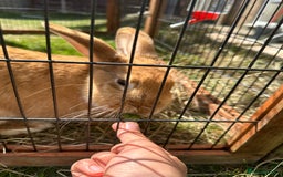 Californian rabbits for sale: 2 Female Californian Rabbits. - Image 11