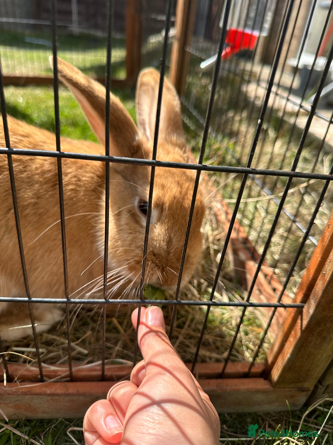 Californian rabbits for sale: 2 Female Californian Rabbits. - Image 11