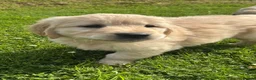 Golden Retriever dogs for sale: Beautiful KC Golden Retriever Puppies - Advert 12