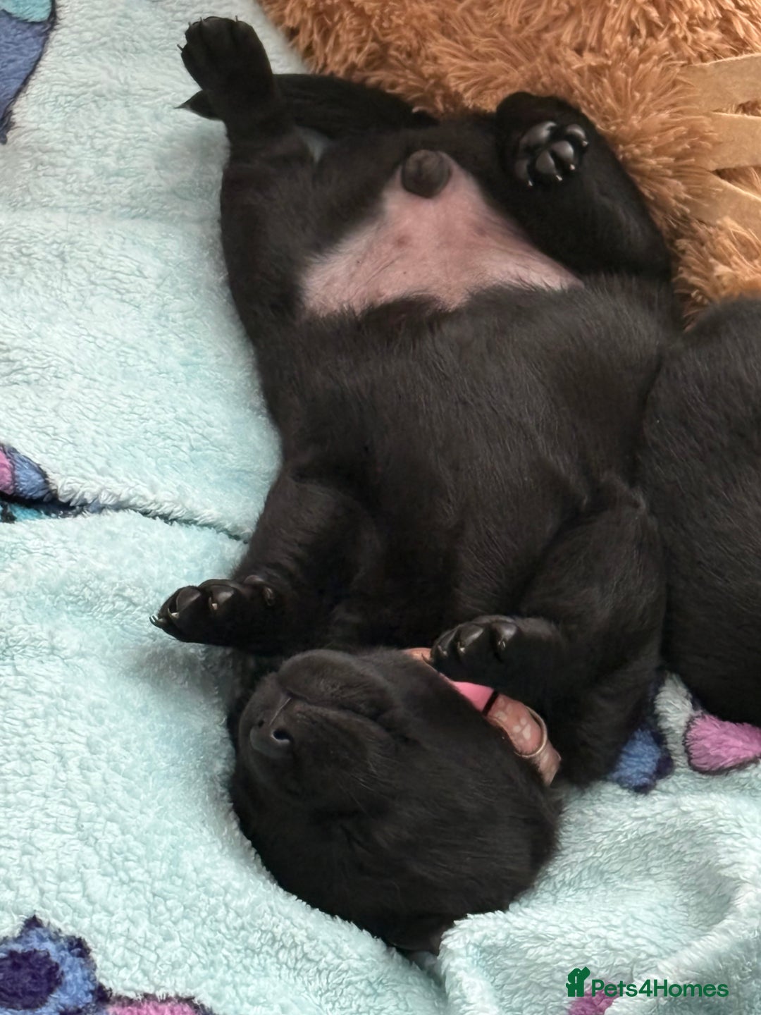 Labrador Retriever dogs for sale: Gorgeous chunky black lab pups🖤 - Advert 21