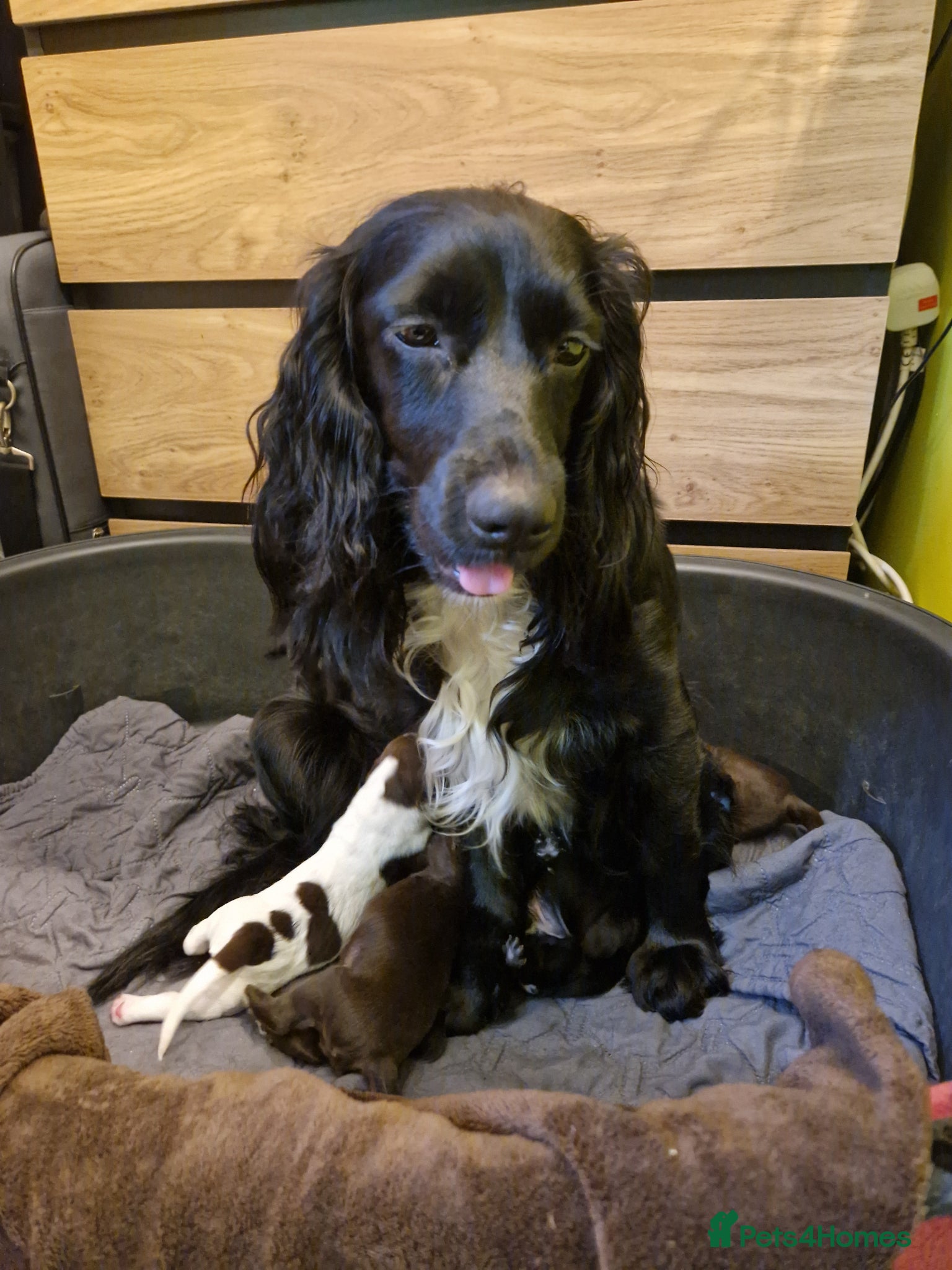 Cocker Spaniel dogs Cocker spaniel puppies  - Advert 1