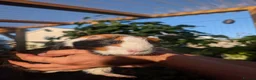 Guinea Pig rodents for sale: Female guinea pig tricolour  - Advert 2