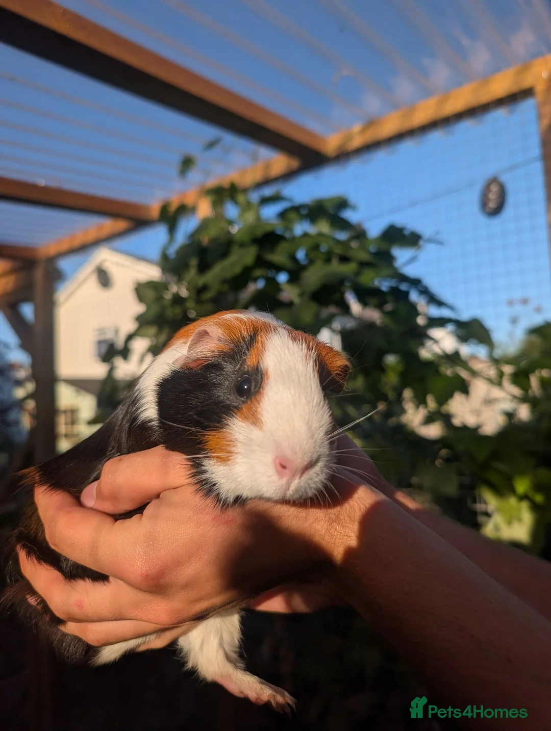 Guinea Pig rodents for sale: Female guinea pig tricolour  - Advert 2