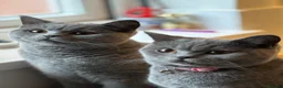 British Shorthair cats for sale: 2 female British shorthairs - Advert 4