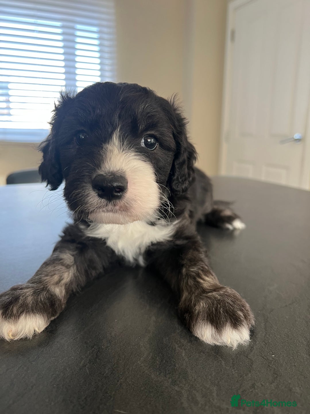 Mixed Breed dogs for sale: Only 2 left girl and boy Sheepadoodle - Advert 7