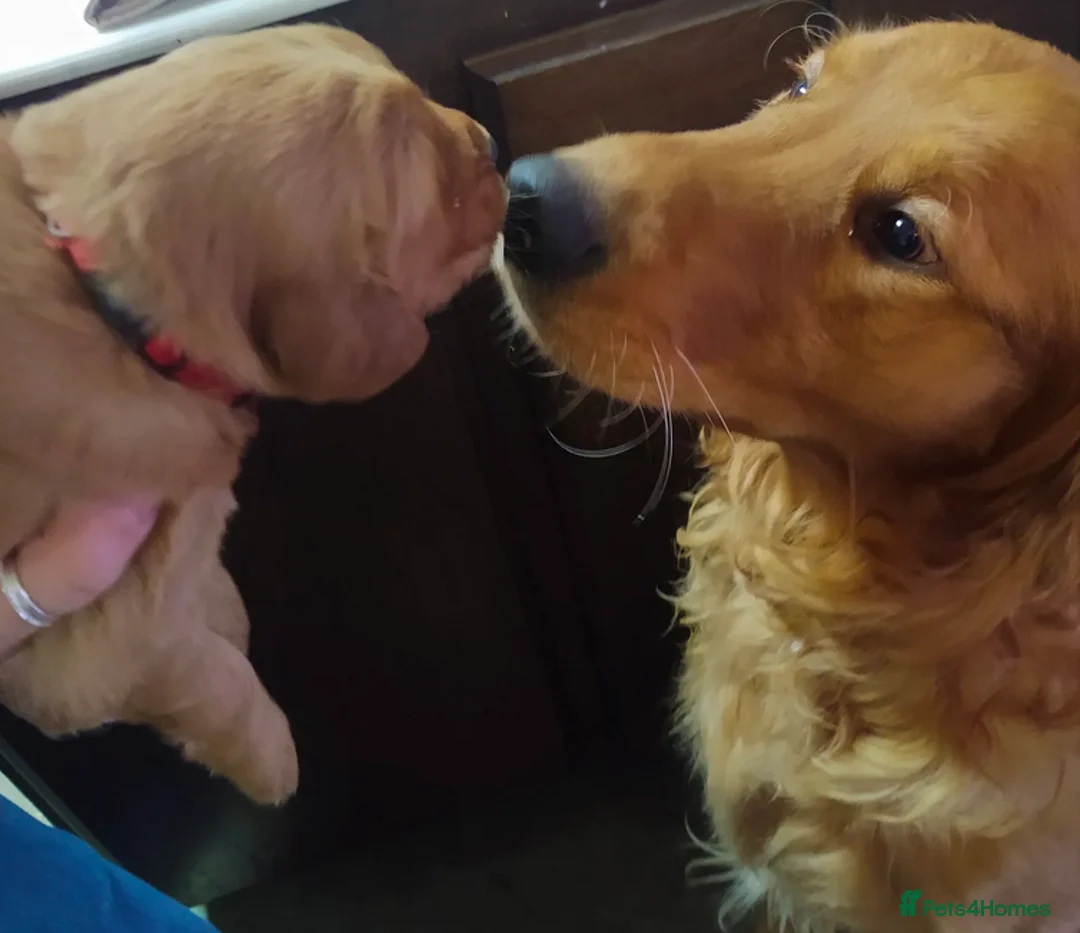 Golden Retriever dogs for sale: Golden Retrievers Family - Advert 8