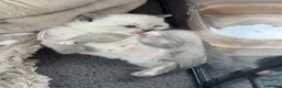 British Shorthair cats for sale: GCCF Registered chunky Colourpoints - Advert 11