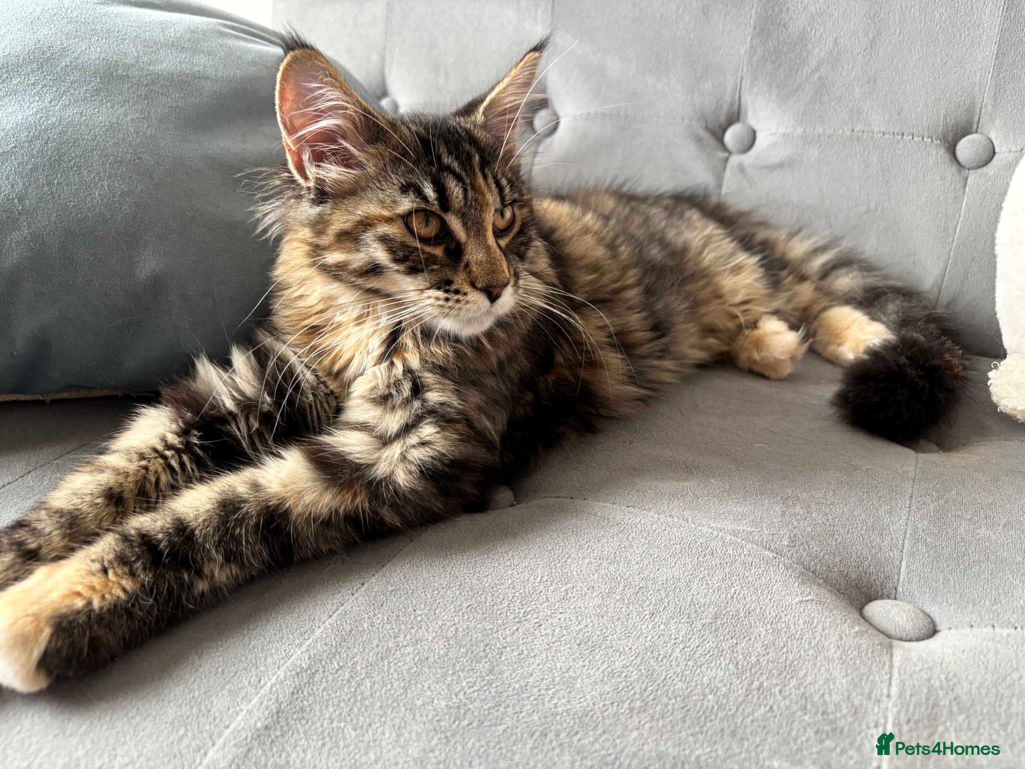 Maine Coon cats Last Girl Gorgeous Tiger Maine Coon Sweet stunning - Advert 2