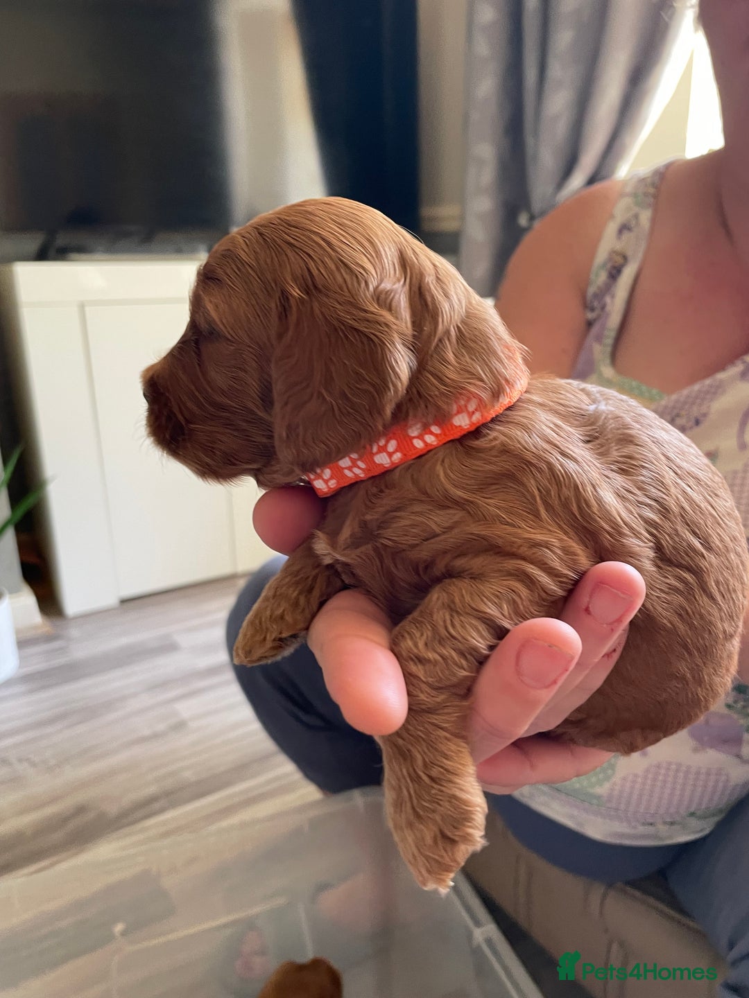 Cockapoo dogs for sale: * health tested through parentage*F1 Cockapoo - Image 7