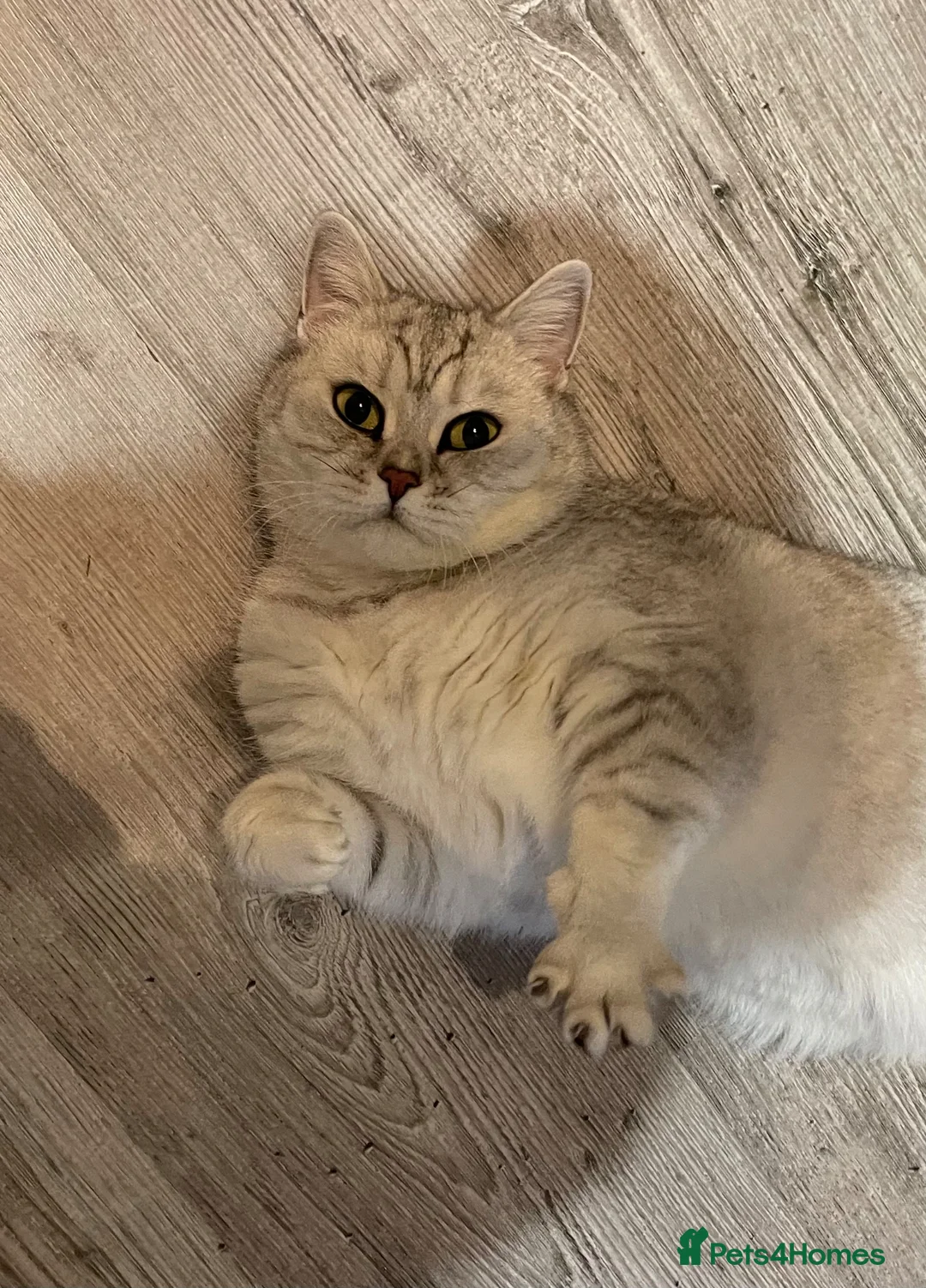 British Shorthair cats for sale: Beautiful Bsh  - Advert 1