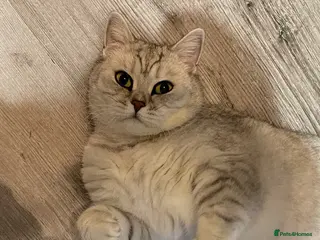 British Shorthair cats Beautiful Bsh - Advert 2