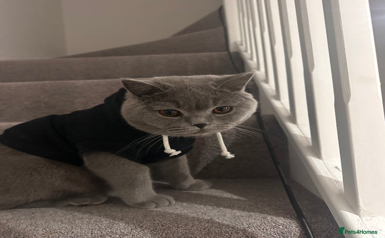 British Shorthair cats British Shorthair Male, Blue, 13 months - Advert 2