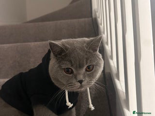 British Shorthair cats for sale: British Shorthair Male, Blue, 13 months - Advert 1