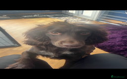 Cocker Spaniel dogs for sale: KC Working Cocker Spaniels available now - Image 18