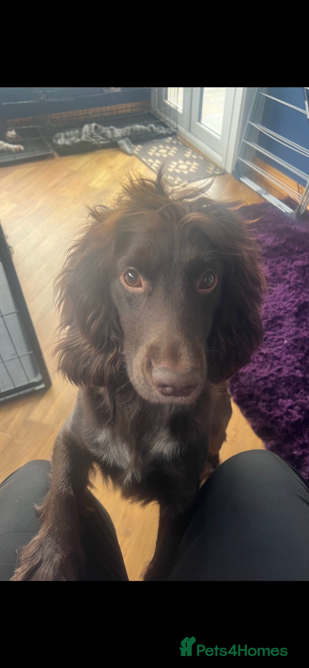 Cocker Spaniel dogs for sale: KC Working Cocker Spaniels available now - Image 18