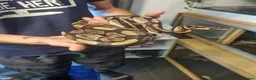 Mixed Breed reptiles for sale: Ball pythons boas and corns for sale  in Malvern - Advert 4
