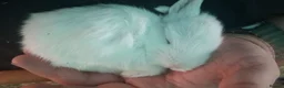New Zealand rabbits for sale: NEW ZEALAND WHITE (NZW) RABBITS FOR SALE in Oldham - Advert 3