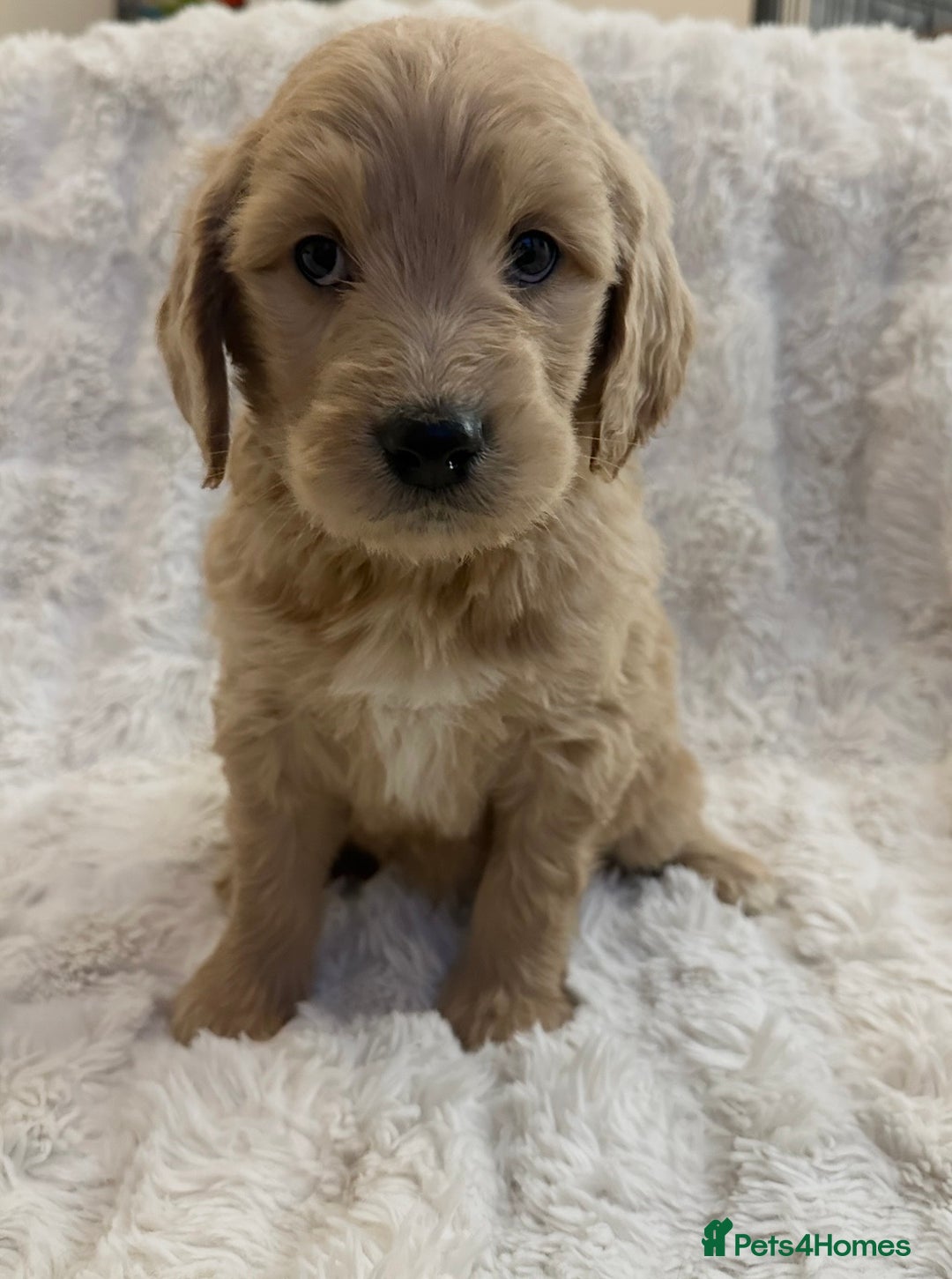 Goldendoodle dogs for sale: Beautiful golden doodles  - Advert 1