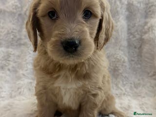 Goldendoodle dogs Beautiful golden doodles - Advert 3