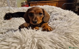 Dachshund dogs for sale: Champion sired, show quality miniature, ready now. - Image 7